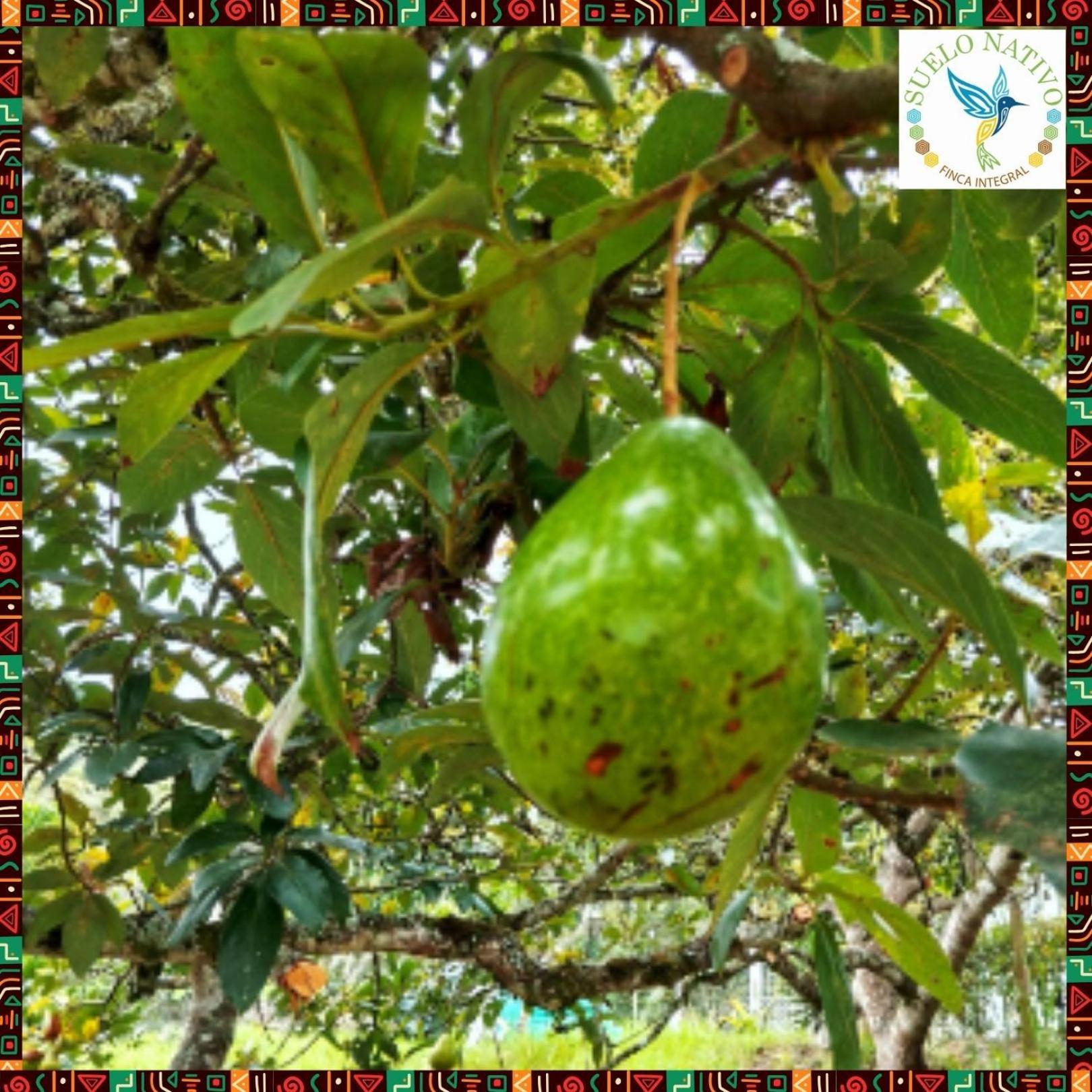 Hotel Finca Integral Suelo Natiivo "Integramos El Campo Con Tu Bienestar" Guaduas Bagian luar foto